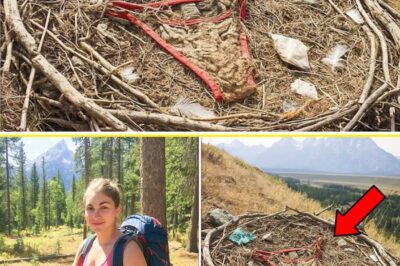 The 11-Month Silence: How an Eagle’s Nest and a Hiker’s Lost Story Solved the Grand Teton Vanishing