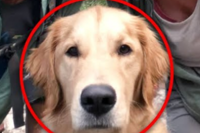 Mother And Son Vanished In Yosemite – 8 Months Later Their DOG Returns Alone With THIS…